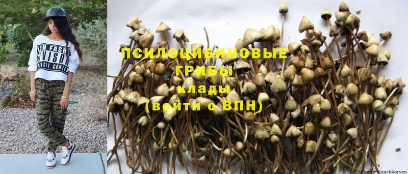 Галлюциногенные грибы MAGIC MUSHROOMS  купить   Лесосибирск 