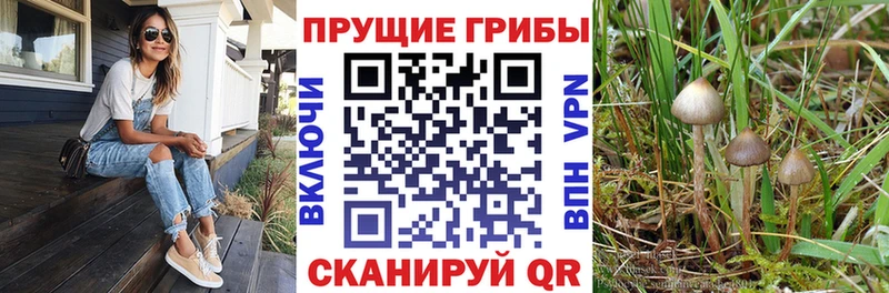 Галлюциногенные грибы Cubensis Лесосибирск